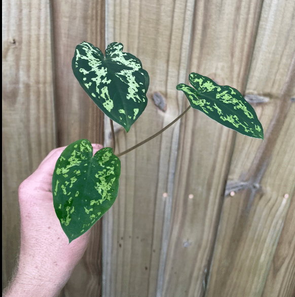 alocasia hilo beauty stem cutting for propagation